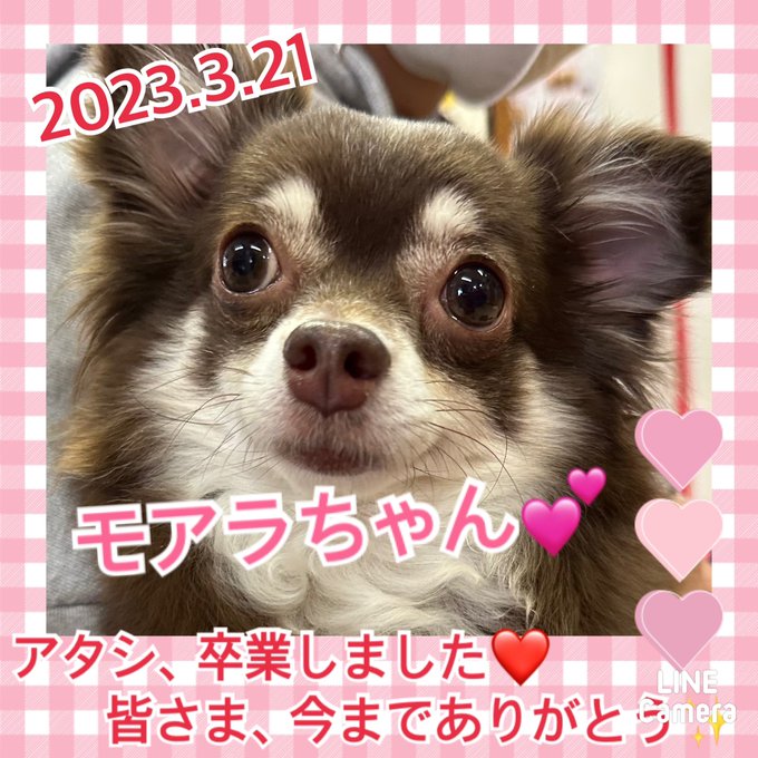 【運命の赤い糸見～つけた💓チワワのモアラちゃん💕、リチャコちゃん💕、トイプードルのモコナちゃん💕】2023,3,21